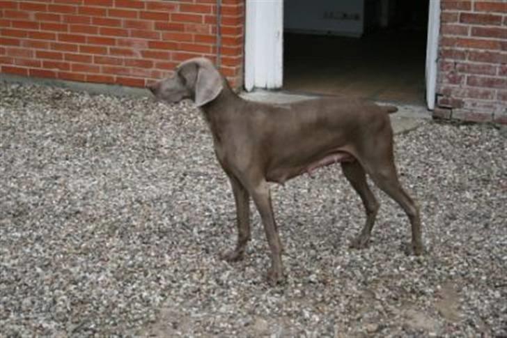 Weimaraner Aica - Dagen efter at hun fik 9 hvalpe billede 1