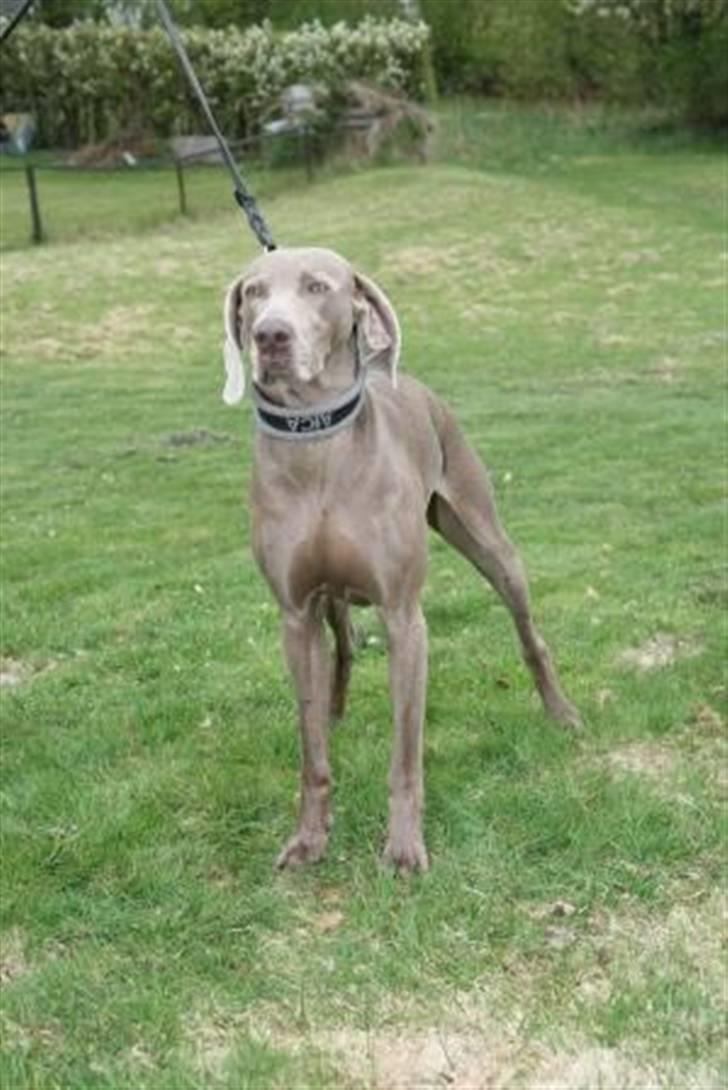 Weimaraner Aica billede 2