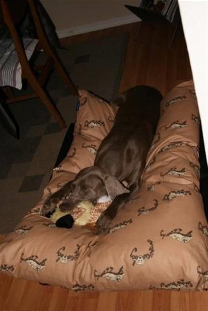 Weimaraner Aica billede 3
