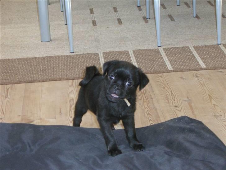 Blanding af racer 75% mops Dalton... - Ja fræk er han :-) billede 1