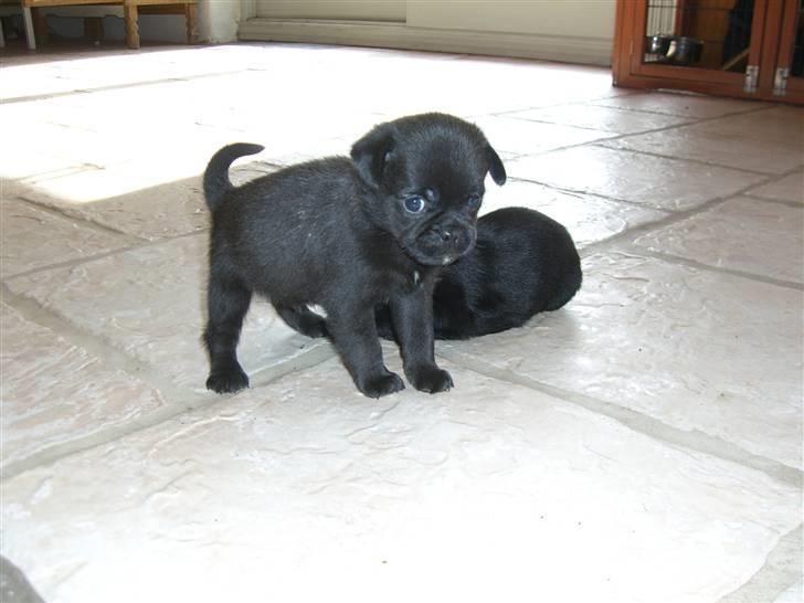 Blanding af racer 75% mops Dalton... - 5 uger billede 2