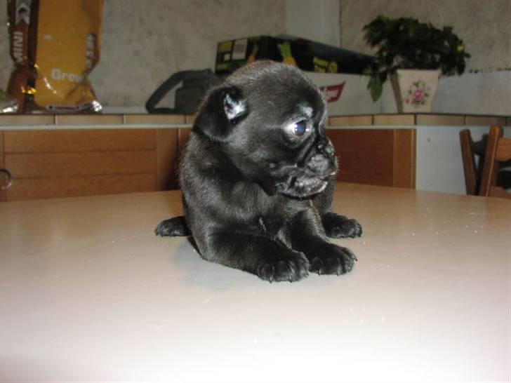 Blanding af racer 75% mops Dalton... - 8 uger billede 3