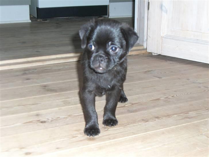 Blanding af racer 75% mops Dalton... - 11 uger billede 4