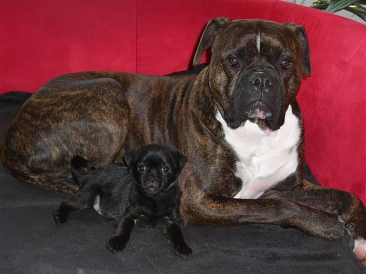 Blanding af racer 75% mops Dalton... - Dalton sammen med storebror Shadow billede 5