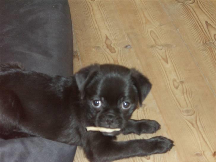 Blanding af racer 75% mops Dalton... billede 6