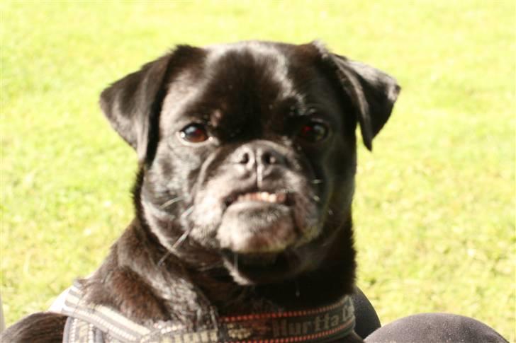 Blanding af racer 75% mops Dalton... - September 09 billede 7