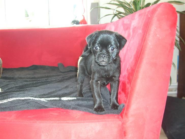 Blanding af racer 75% mops Dalton... - 11 uger billede 8