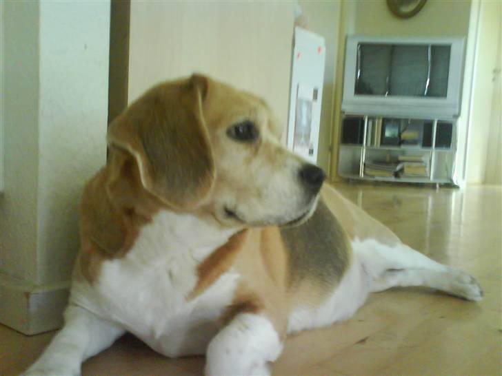 Beagle Sika - Nyder at ligge i stuen og slappe af. billede 1