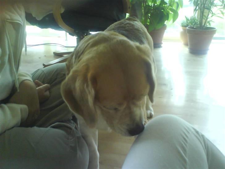 Beagle Sika - Snuser lige til mors ben. billede 2