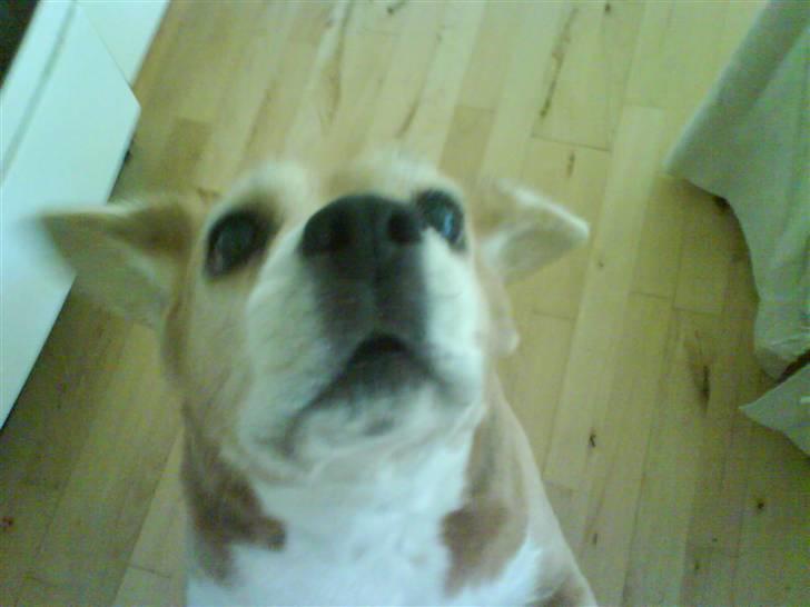 Beagle Sika - Er der mon noget mad til mig?? billede 3