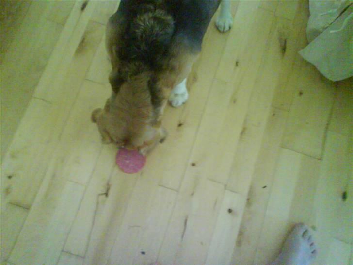 Beagle Sika - Puha spegepølsemad var ikke sagen. Ad! billede 4