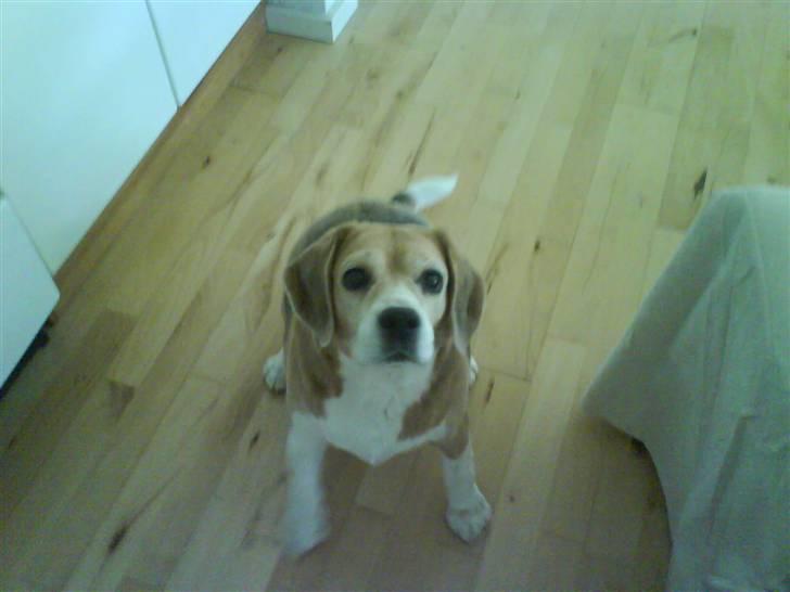 Beagle Sika - Smil til kameraet :-) billede 5