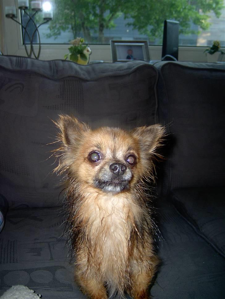 Chihuahua Nikki 1999-2007 - Jeg stråler af selvtillid, også når jeg har været i bad ;o) billede 13