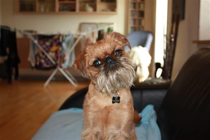 Griffon bruxellois Eddie - Er jeg ikke bare dejlig? ;o) billede 1