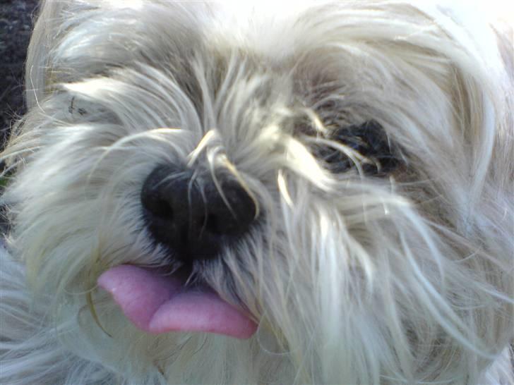 Shih tzu Fjante (død) - Puha, hvor er det varmt :b billede 10