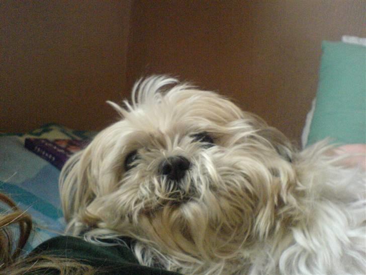 Shih tzu Fjante (død) billede 11