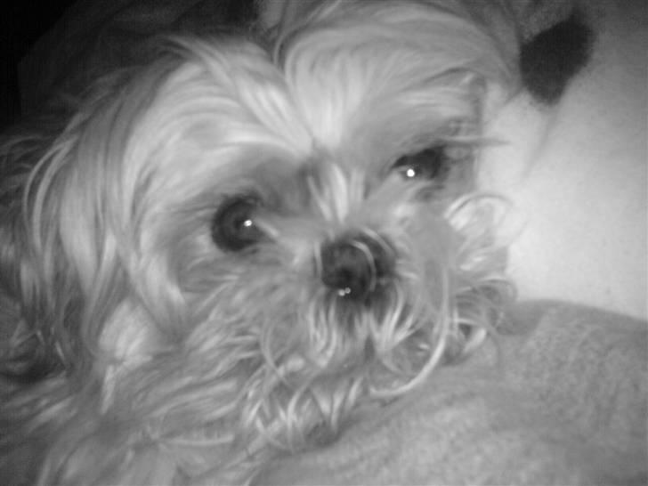 Shih tzu Fjante (død) - Se lille mine smukke øjne :-) billede 12