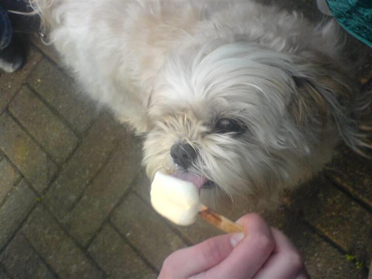 Shih tzu Fjante (død) - Mmm, is .  billede 13