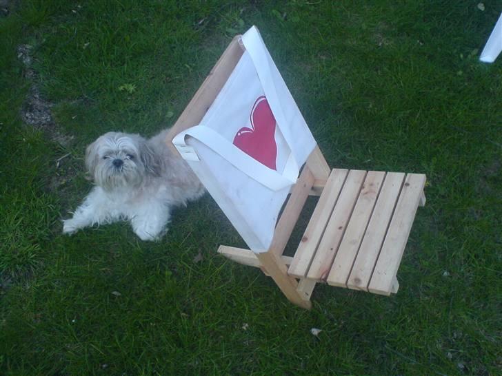 Shih tzu Fjante (død) - Jeg ligger lige og slapper af bag stolen :b billede 14