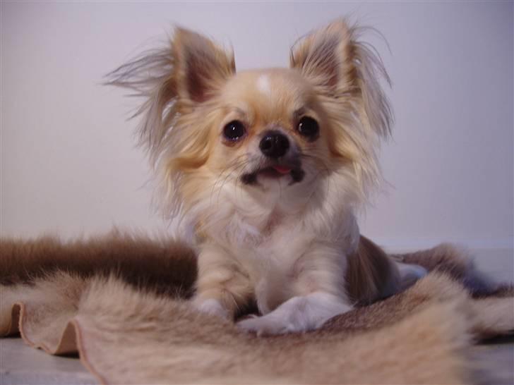 Chihuahua ** Charlie ** - Velkommen til min profil :). Læg gerne en besked og en kommentar, og så vil jeg da lige komme springende forbi din profil :) billede 1