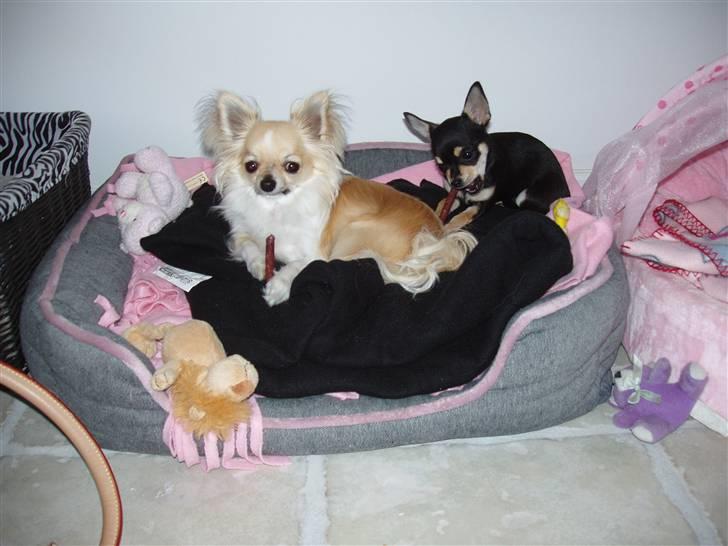 Chihuahua ** Charlie ** - Cereza og smukke Charlie som ligger og slapper af :). billede 2