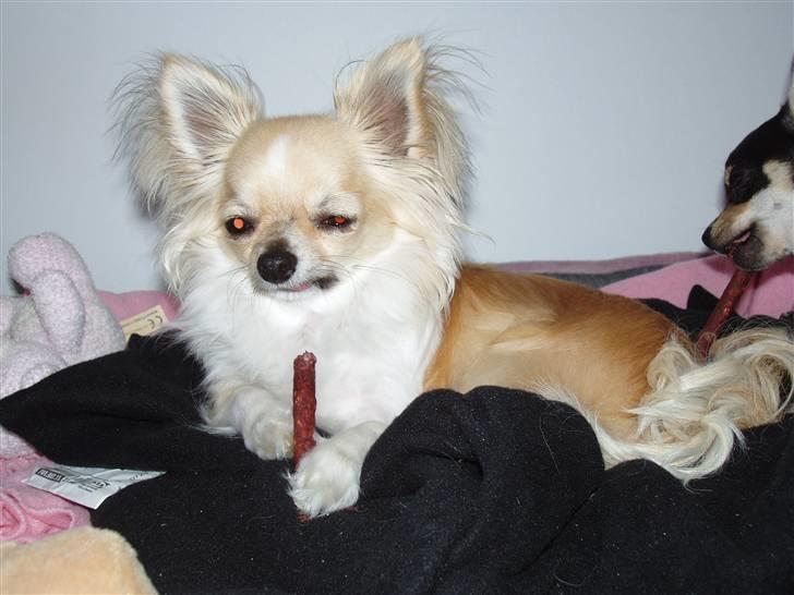 Chihuahua ** Charlie ** - Kan man næsten være sødere? billede 3