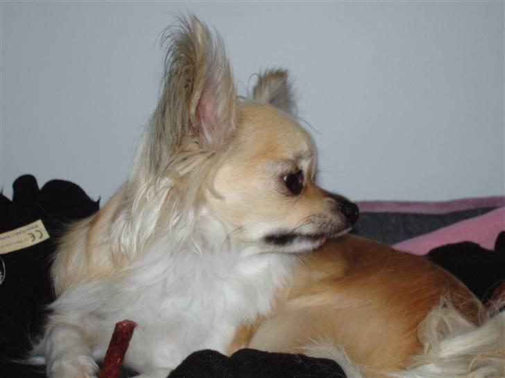 Chihuahua ** Charlie ** billede 4