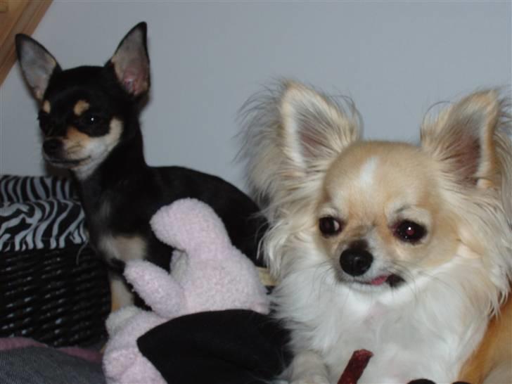 Chihuahua ** Charlie ** billede 5