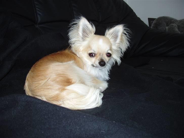 Chihuahua ** Charlie ** billede 6