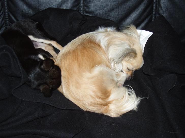 Chihuahua ** Charlie ** billede 7