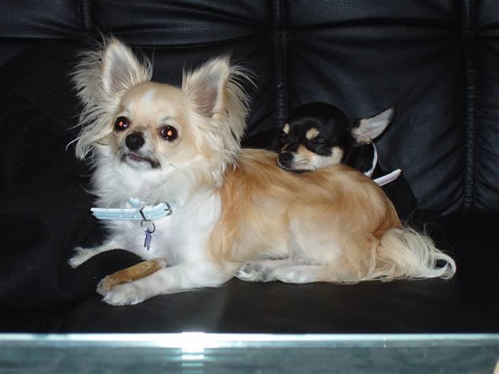 Chihuahua ** Charlie ** - Åhh sååå søøøødeeee :D billede 8