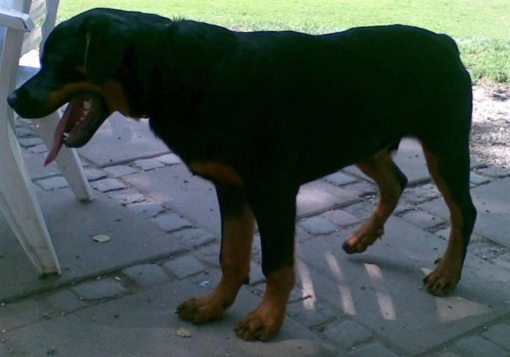 Rottweiler Tyson - Fra d. 7/8-07 billede 12