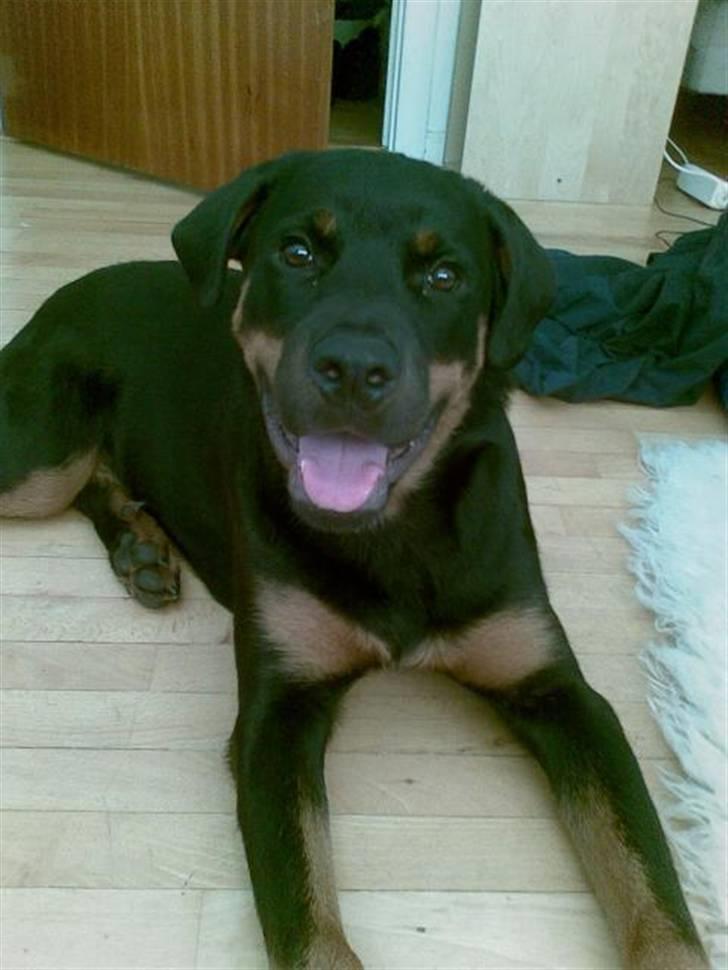 Rottweiler Tyson - Fra d. 9/8-07 billede 13