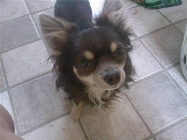 Chihuahua Casper billede 14