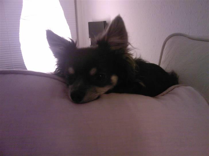 Chihuahua Casper billede 15