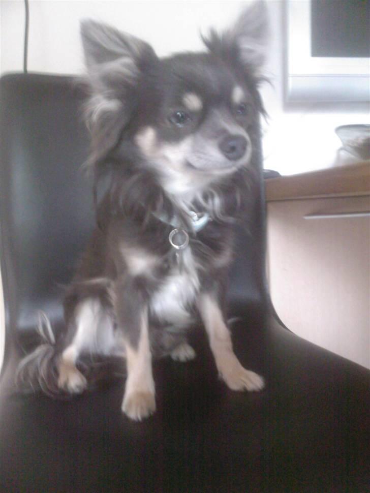 Chihuahua Casper billede 16