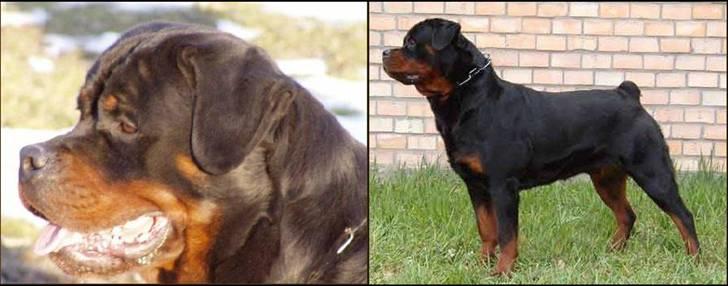 Rottweiler Tyson - Far: Nestor billede 14