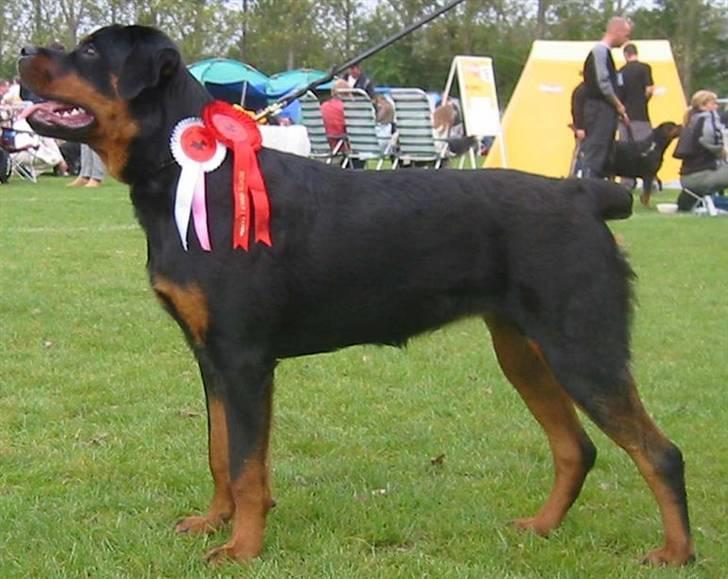 Rottweiler Tyson - Mor: Saaek´s La Saaek billede 15