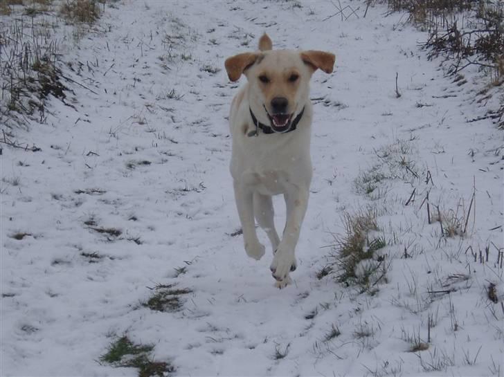 Blanding af racer Siku - Selvom der er sne, kan man godt blive lidt beskidt.. men jeg skal IKKE i bad.. billede 20