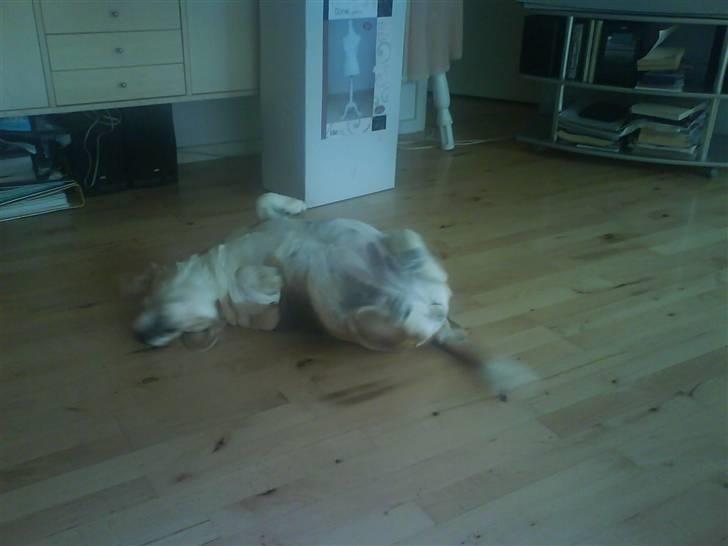 Beagle Sika - Rul, tykke - rul! ;-) billede 6