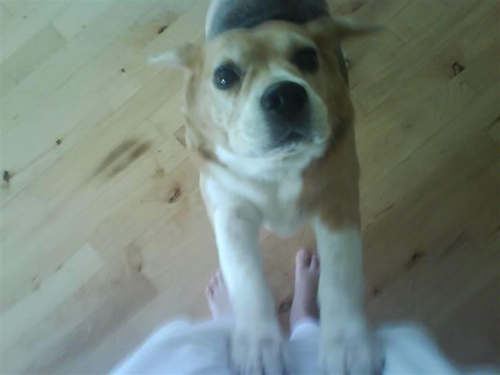 Beagle Sika - Kiss mig billede 7