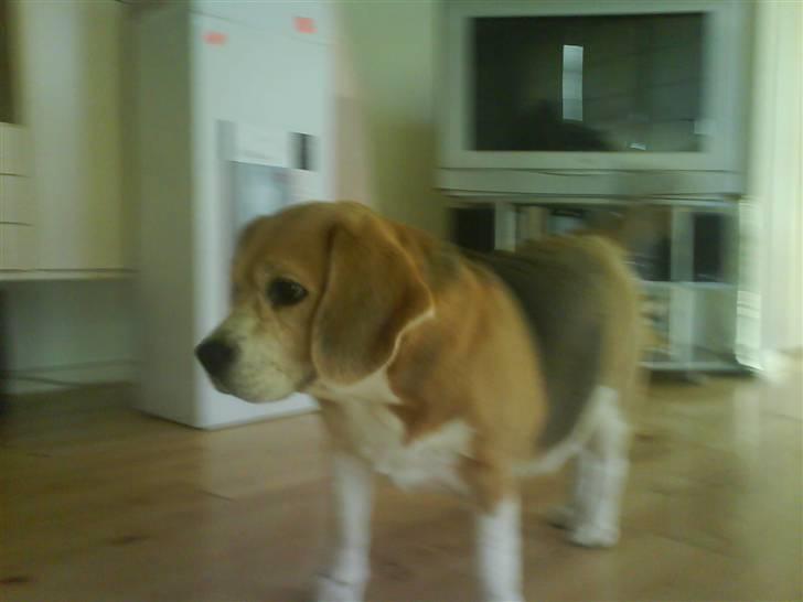 Beagle Sika - Bare sød og dejlig.. billede 8