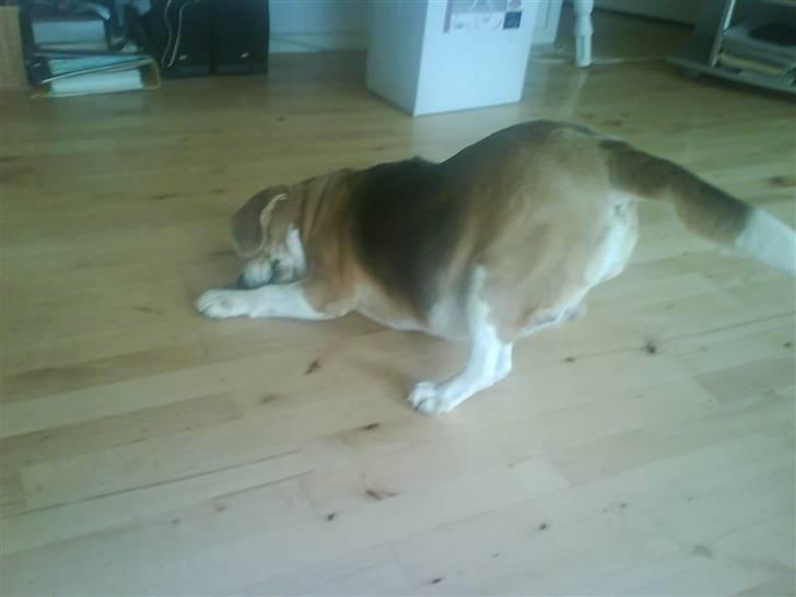 Beagle Sika - Hvem vil lege med mig? billede 9