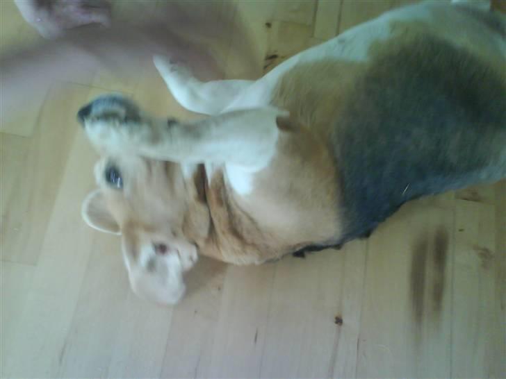 Beagle Sika - Får jeg en godbid for det her?? billede 10