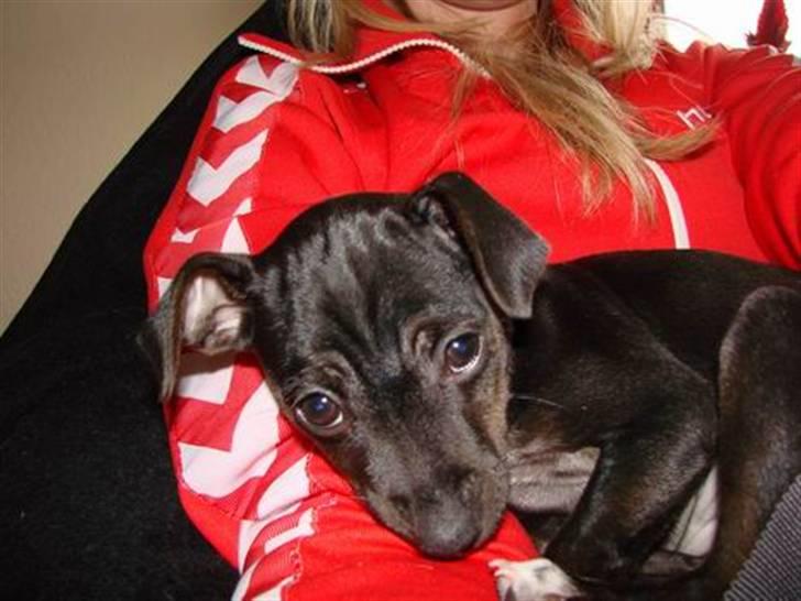 Blanding af racer Pinscher/gårdhund- Chilly - Hvad er det? billede 11