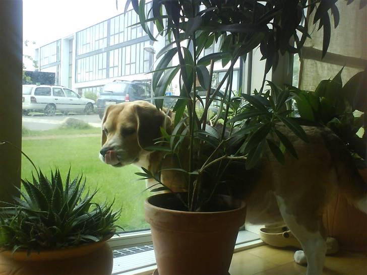 Beagle Sika - Tarzan billede 11