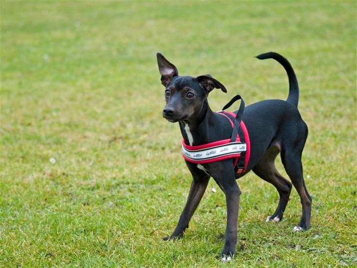 Blanding af racer Pinscher/gårdhund- Chilly - Nyt 21/1-08 - Siger du jeg er fræk? billede 12