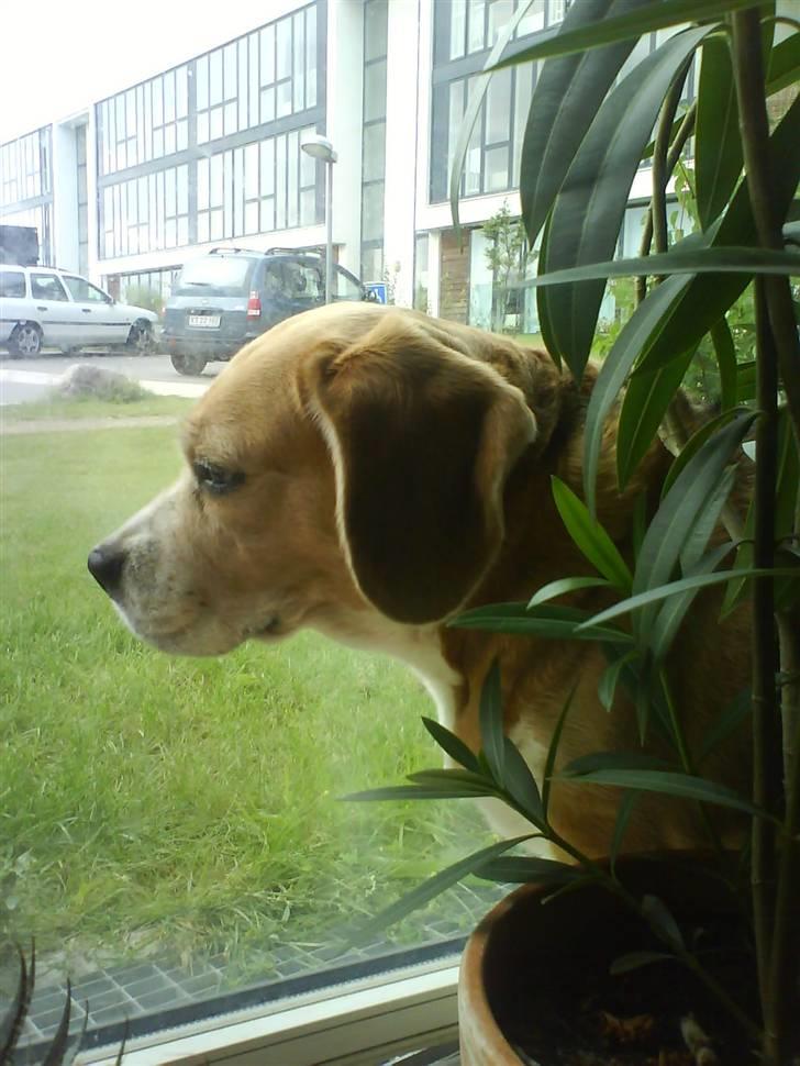 Beagle Sika - Nyder at kigge ud af vinduet.. billede 12