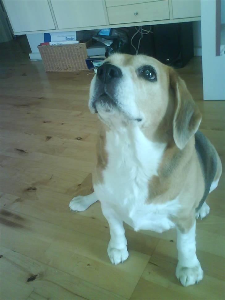 Beagle Sika - Er jeg ikke nuttet?  billede 13