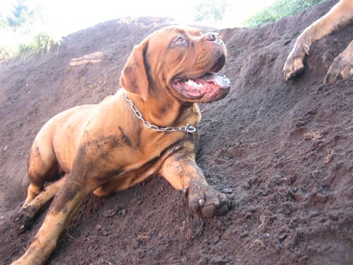 Dogue de bordeaux Calypso - Af en eller anden grund EEEEELSKER de at lege i jorddynger! billede 4
